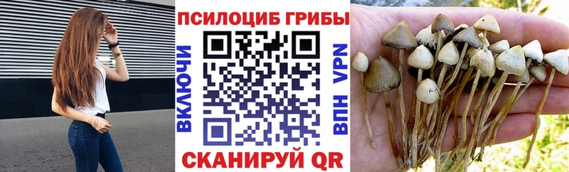 закладка  Нижнекамск  Псилоцибиновые грибы Magic Shrooms 